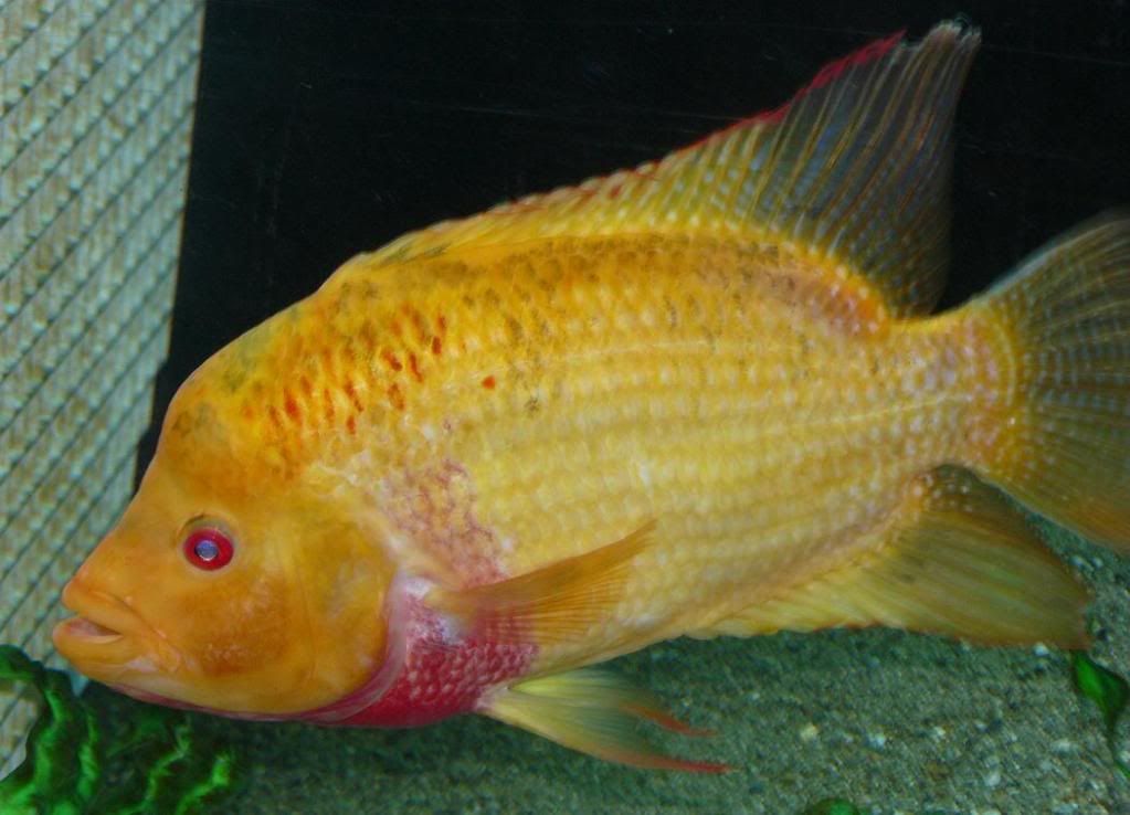 Male hybrid/fader flowerhorn Seattle pick up.