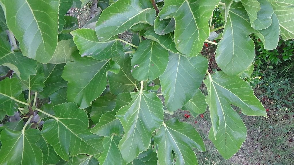 [DSC00280_zpsg10is4qw]