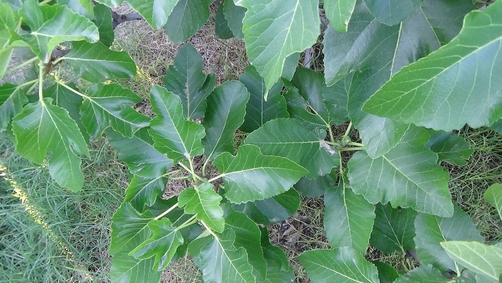 [DSC00288_zpsz2jazcei]