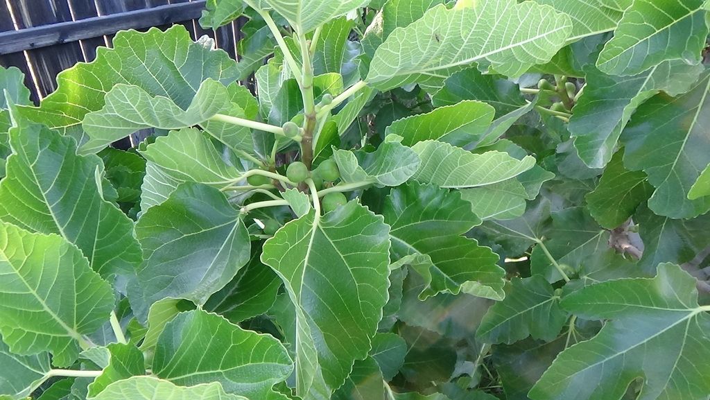 [DSC00291_zpsrijboxlq]