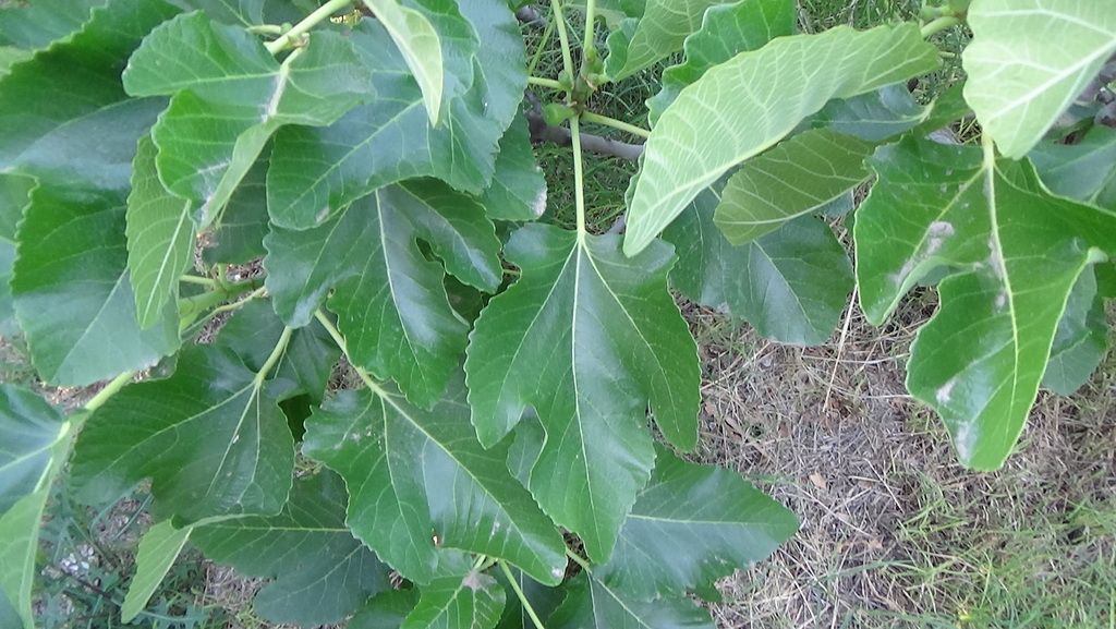 [DSC00295_zpsfvkb54n0]