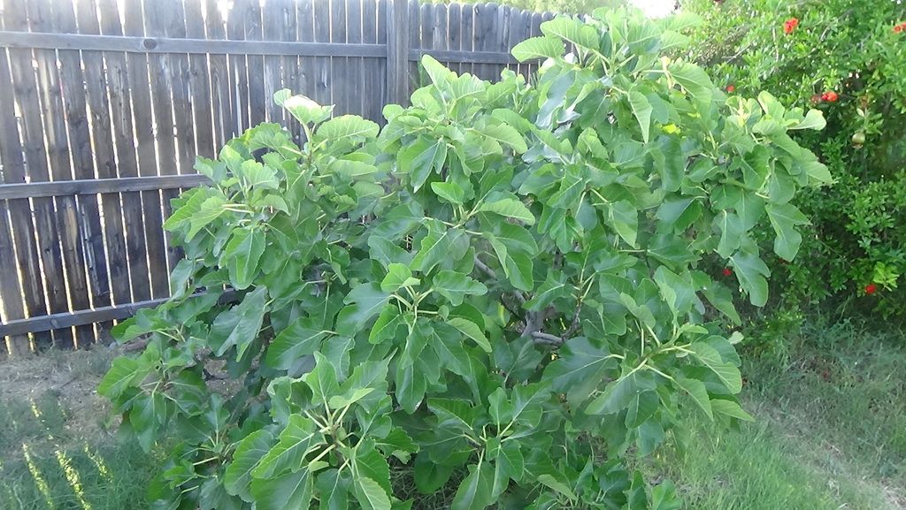 [DSC00297_zpsailz3iii]