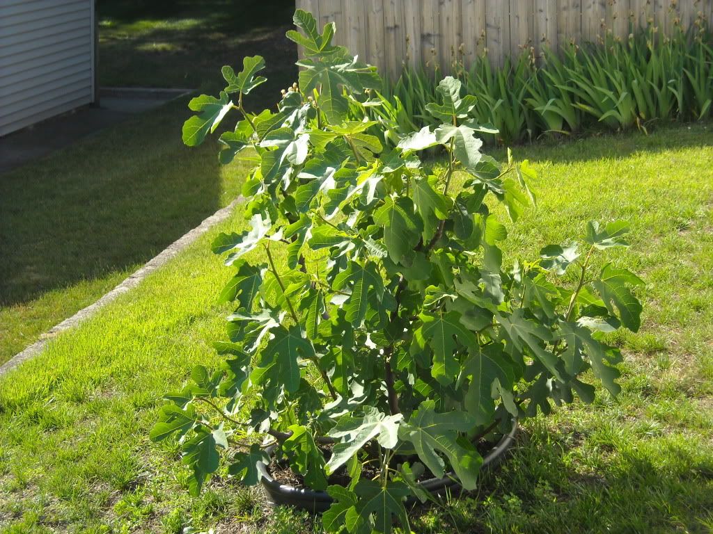 Figs in Maryland????