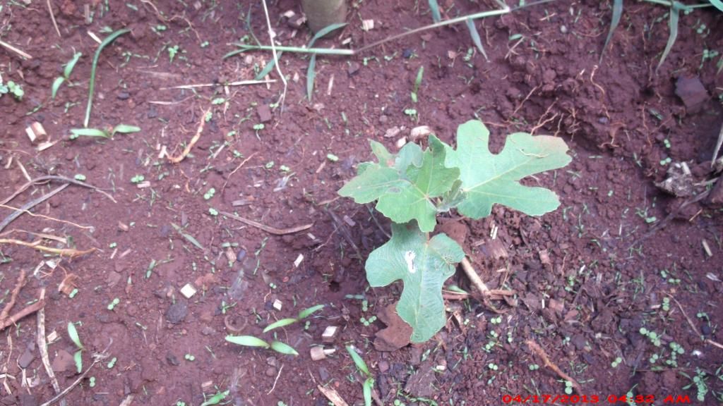 [GEDC1380_zps71d130b6]