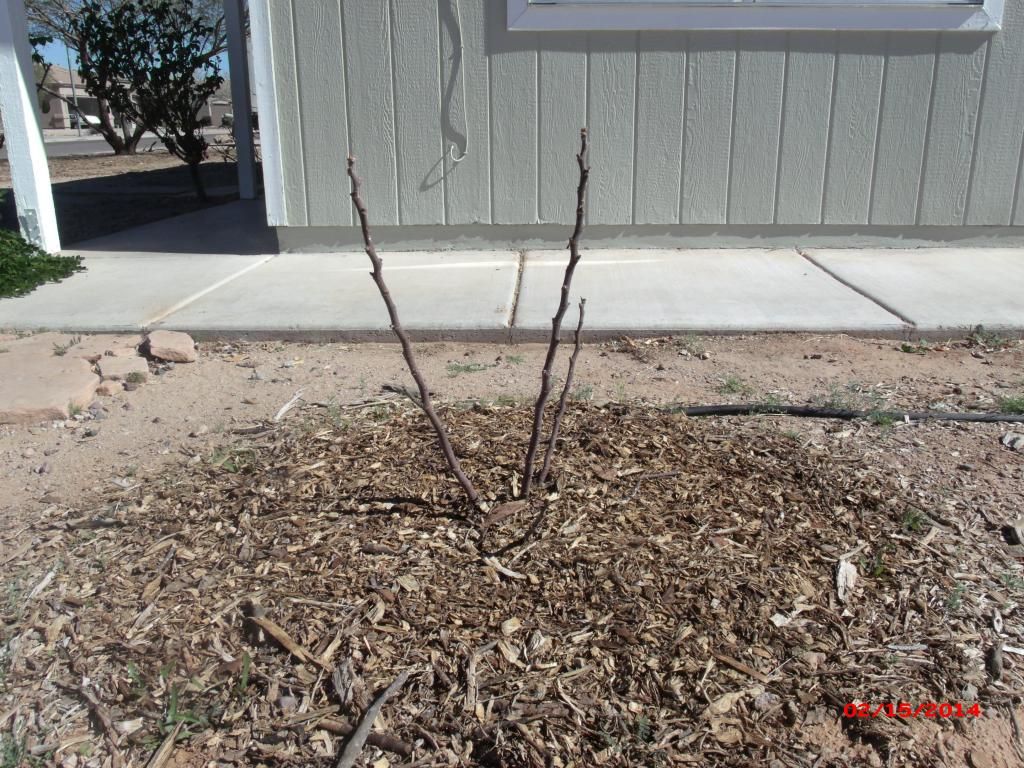 [GEDC1894_zpsb027c653]