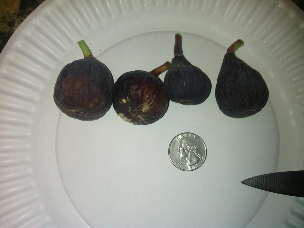 [IMG_20131117_133151_zps92e2e32f]