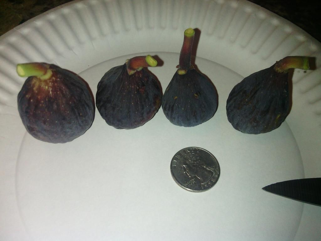 [IMG_20131117_133202_zpseea71a4e]