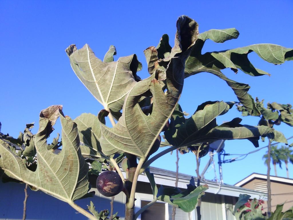 [IMG_20131206_165117_zpsb562284c]