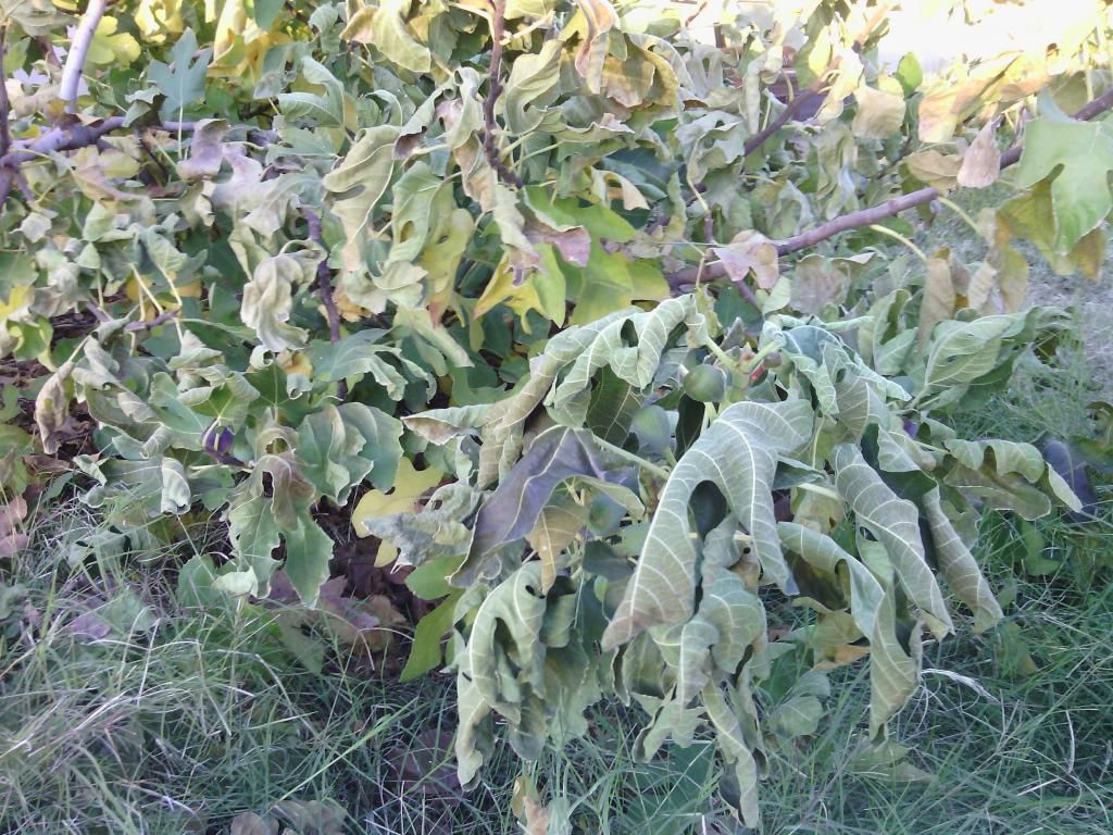 [IMG_20131206_165144_zps5688ee8d]