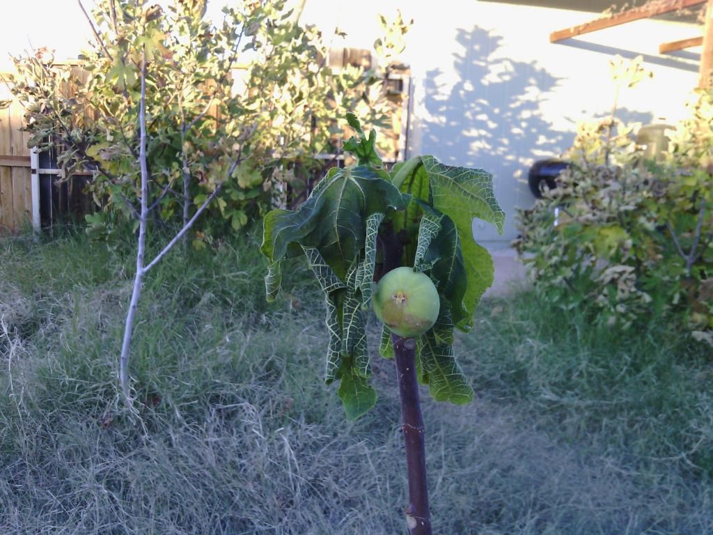 [IMG_20131206_165200_zps182b8900]