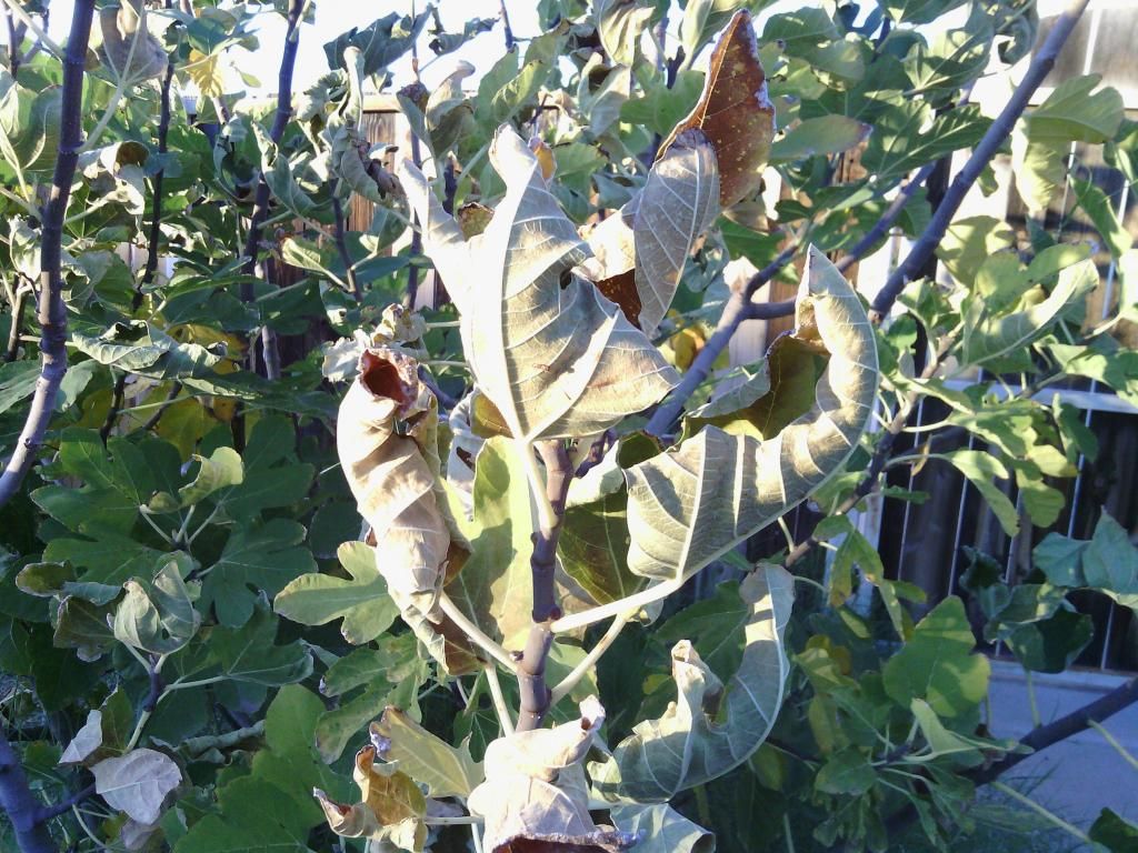 [IMG_20131206_165234_zpsdd54d3ec]