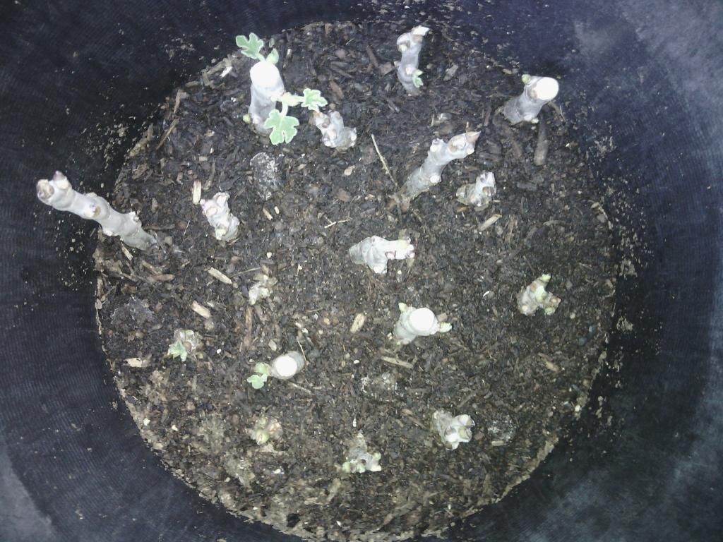 [IMG_20140408_065555_zpsf83e2d42]