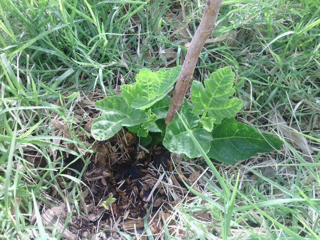 [IMG_20140511_073330_zps0fe80b1e]