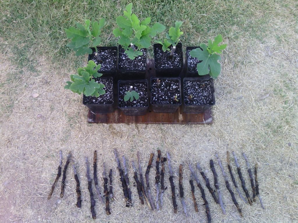 [IMG_20140521_060939_zps227694db]