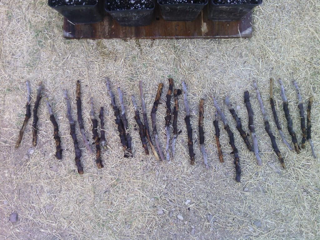 [IMG_20140521_060946_zps47ed6717]