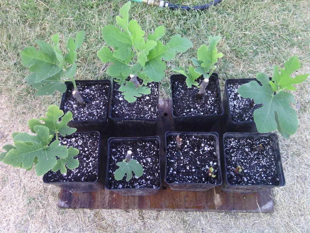 [IMG_20140521_061001_zpsa5fd343d]