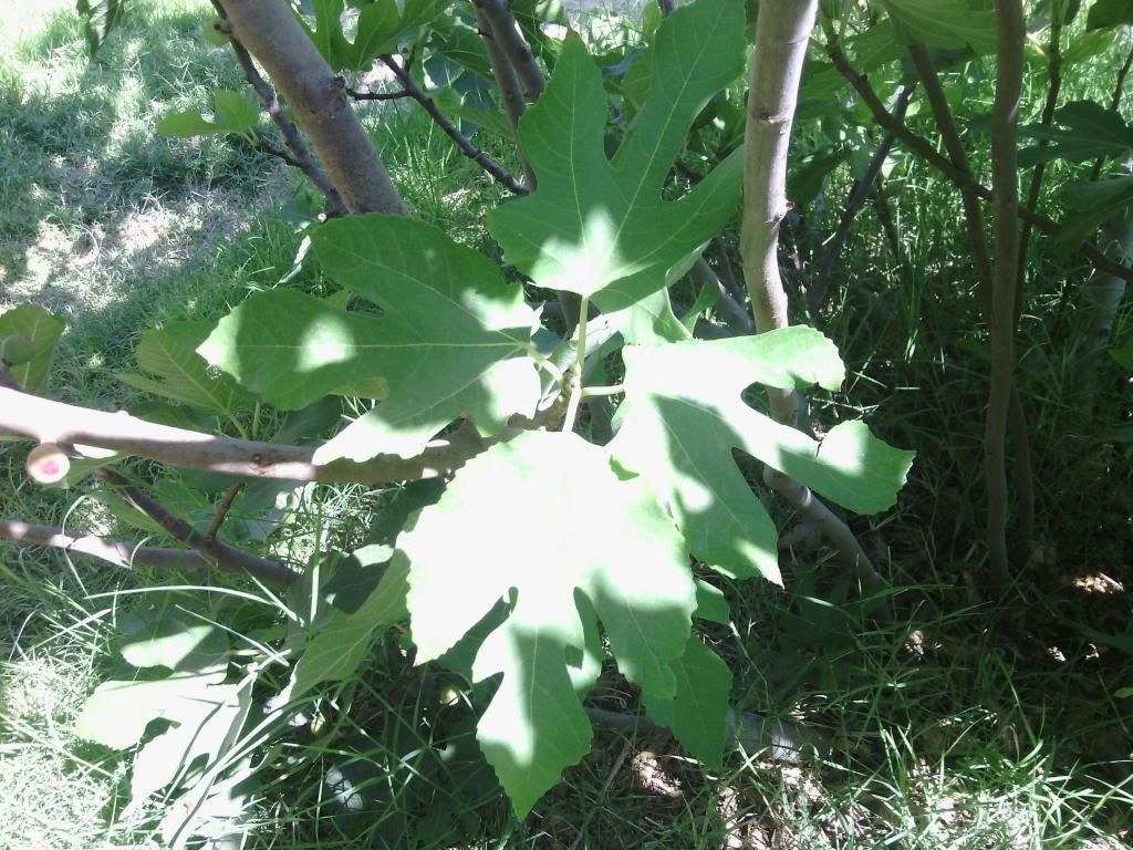 [IMG_20140527_150439_zpsa8ac661f]