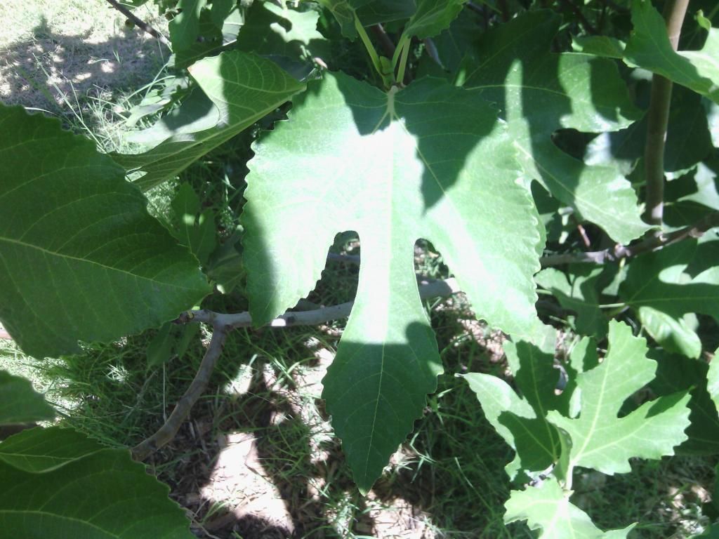 [IMG_20140527_150502_zpsc555c573]