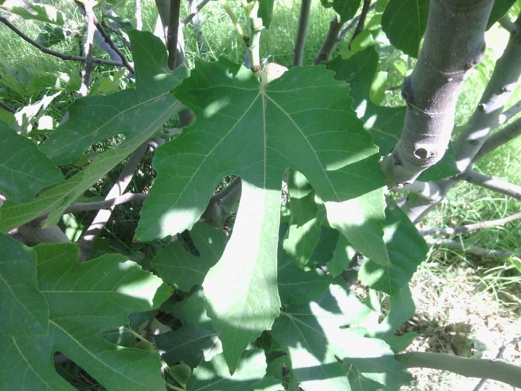 [IMG_20140527_150639_zps05d8927f]