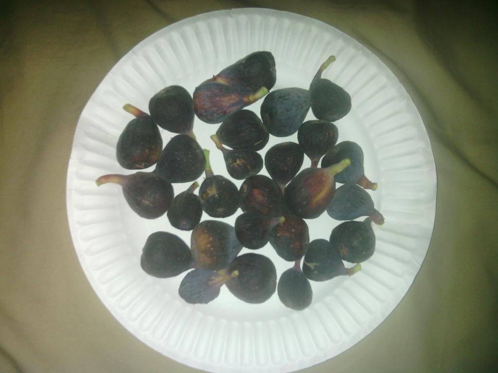 [IMG_20140707_081552_zps40ea0404]