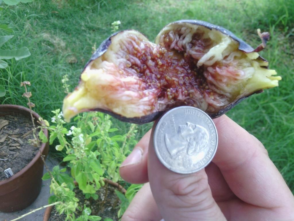 [IMG_20140713_181651_zpse6706af6]