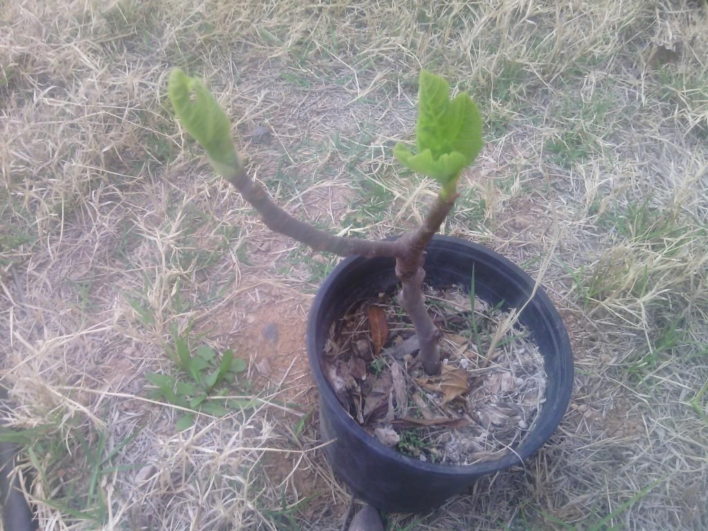 [IMG_20150126_171446_zpsmcmyro02]