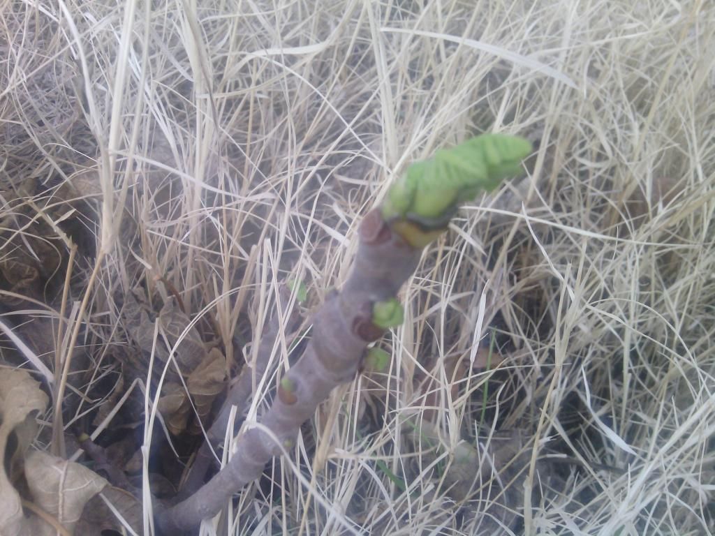 [IMG_20150126_171519_zpsj1u6rdqd]