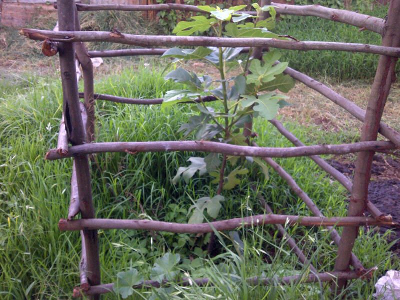 [KenyaTreeApril20141_zps8e7e9ee6]