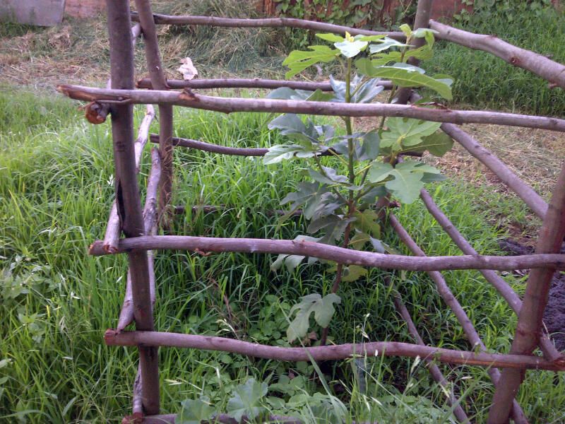 [KenyaTreeApril20142_zps57831649]