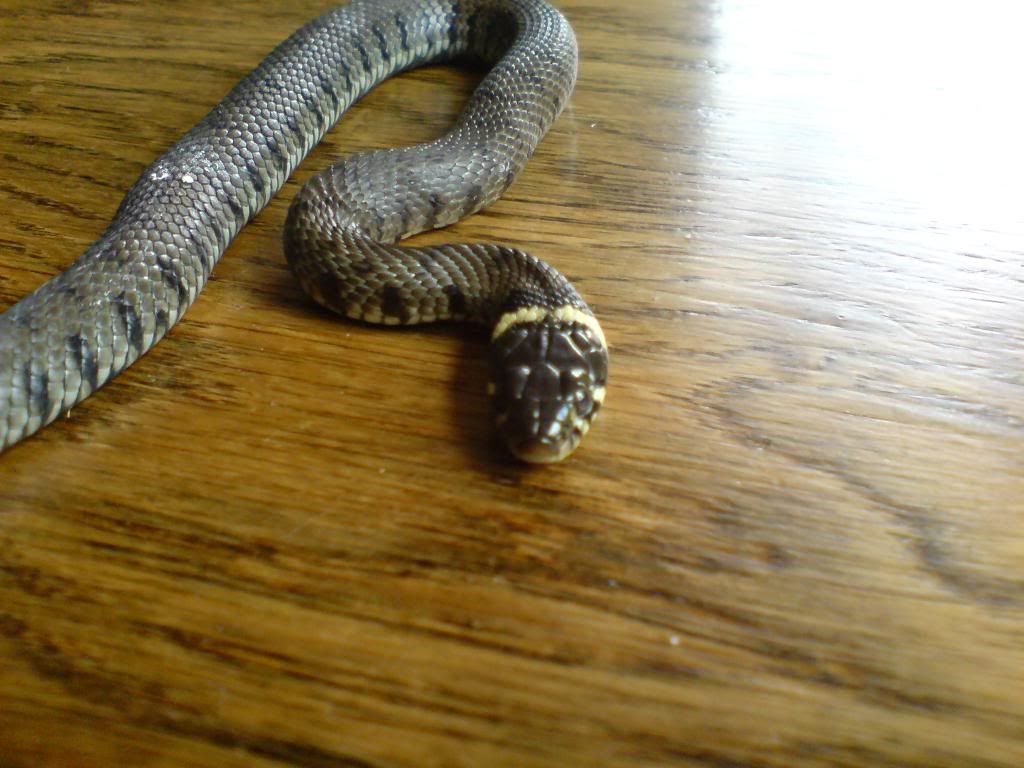 Wild British Snakes - Reptile Forums