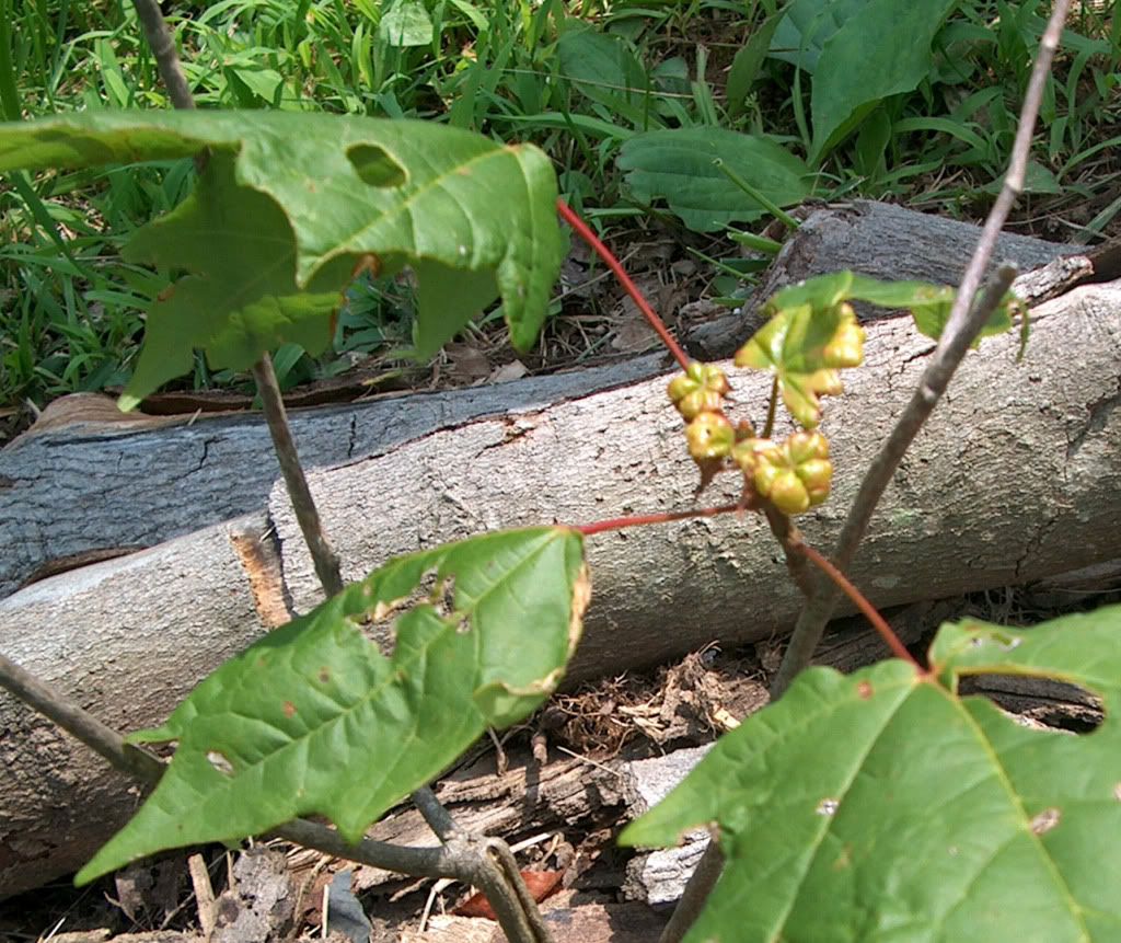 maple problem
