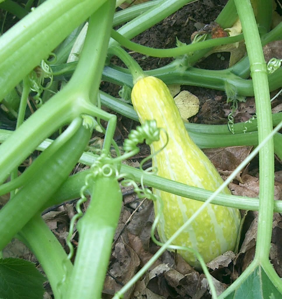 unknown squash