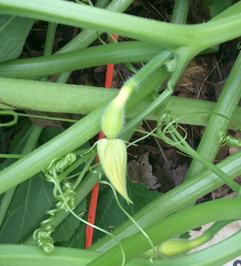 unknown squash bloom