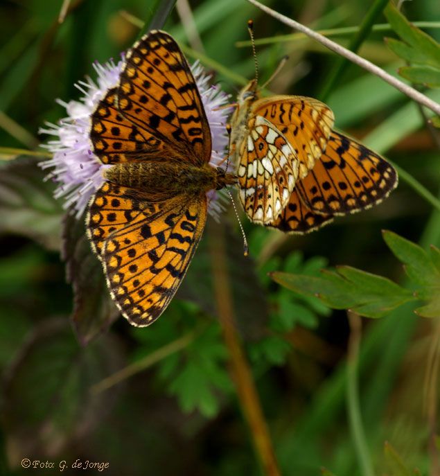 Op zoek naar zeldzame vlinders in Rouveen