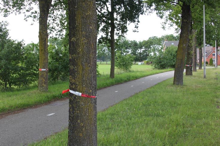 Eikenprocessierups rukt op