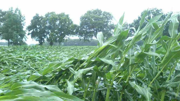 Windhoos legt maïs aan de Lankhorst plat