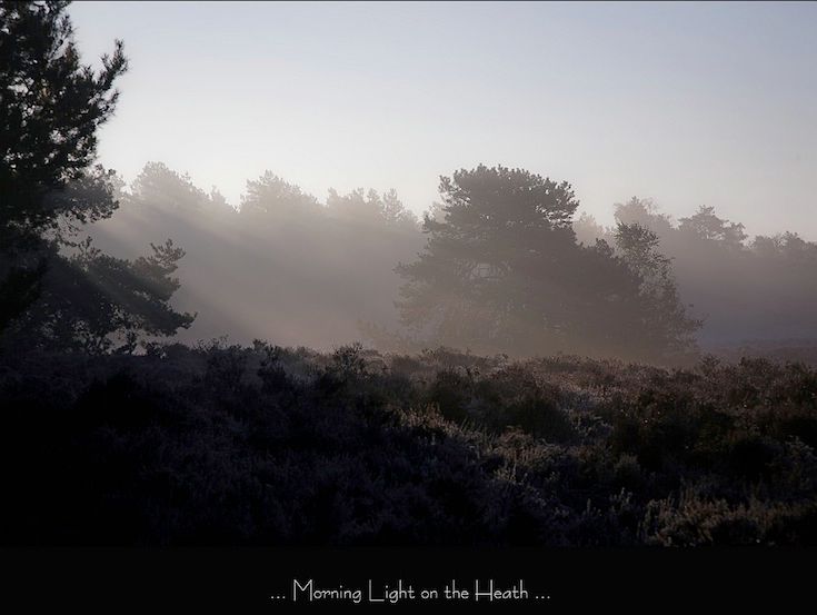 Morning Light on the Heath door Henk Jonkvorst