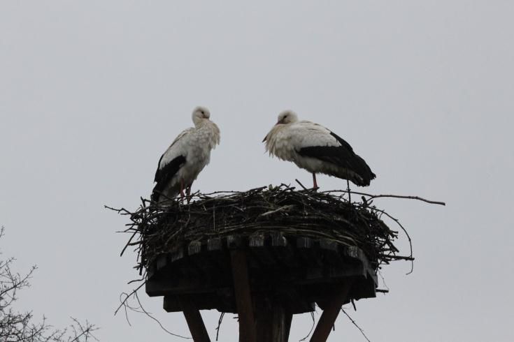 Ooievaars op het nest in Staphorst