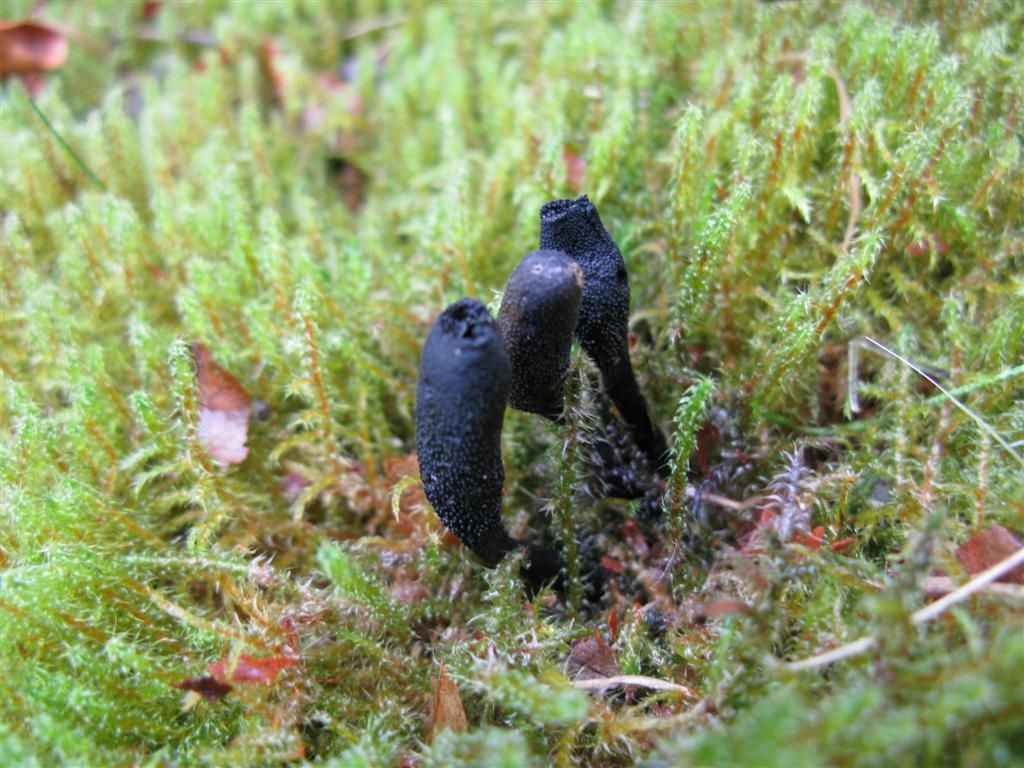 De truffelknotszwam