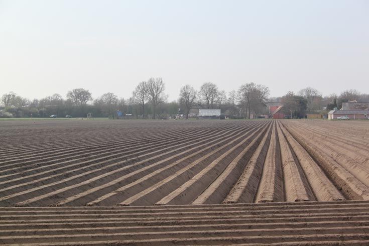 Pootaardappels weer in de grond