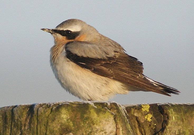 Tapuit in Staphorst