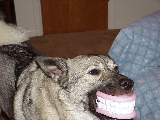 dogteeth.jpg