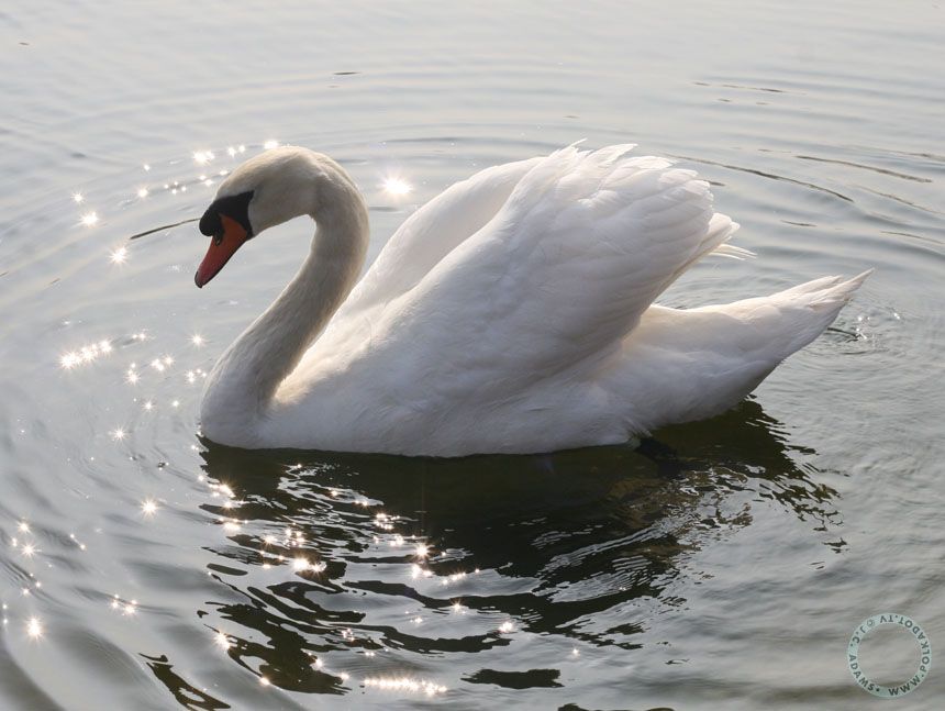 White swan