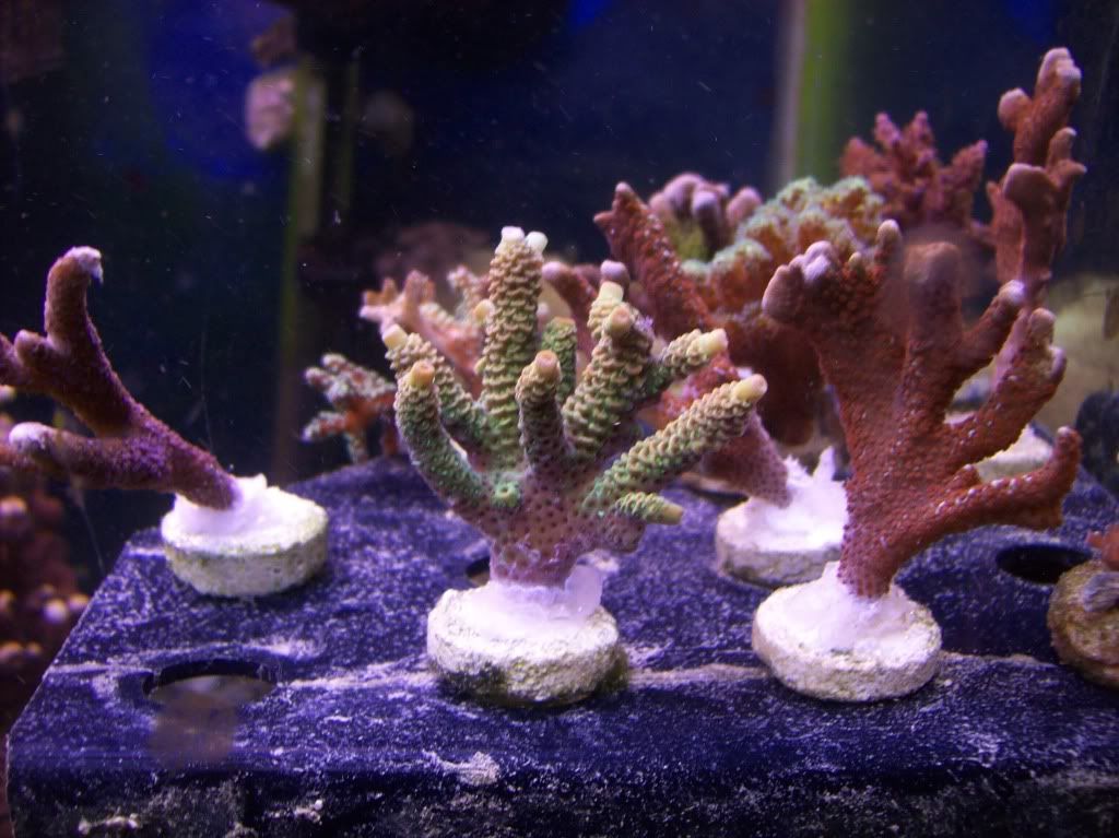 100 6901 - sps frags!!!  $15