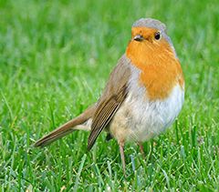 Roodborstje in de tuin