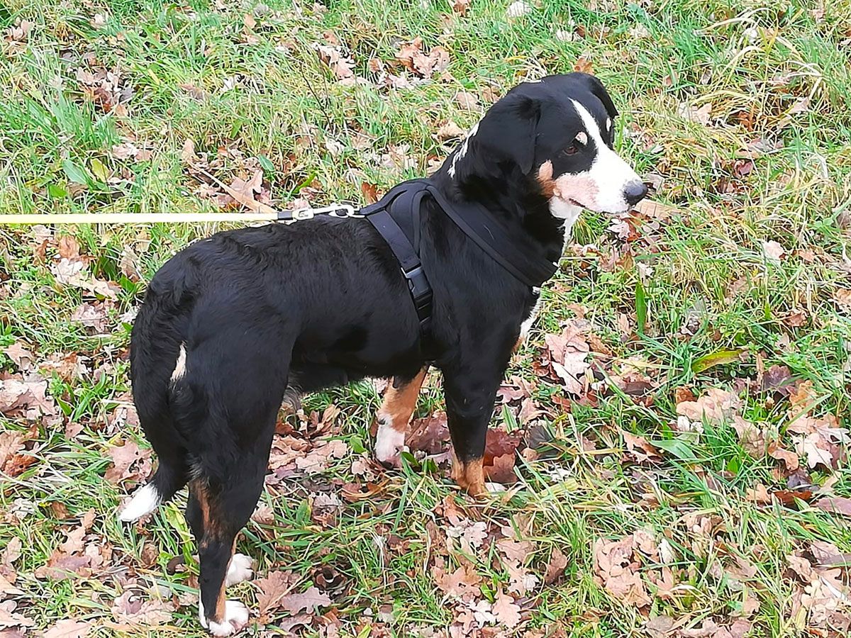 Hond Baumi er vandoor